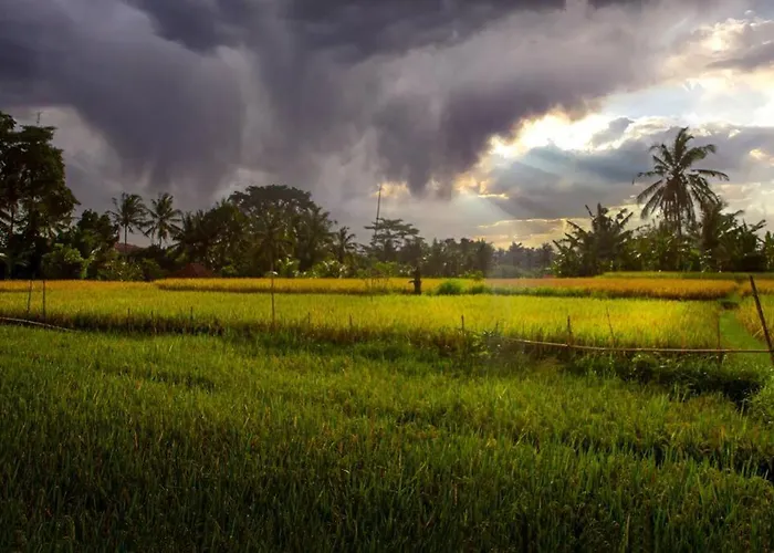 Geno * Ubud